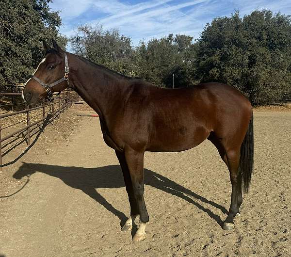 bay-thoroughbred-gelding