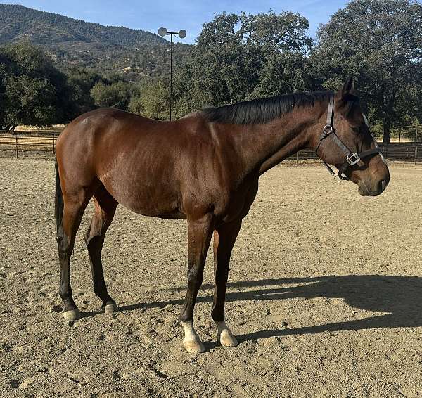 bay-gelding-for-sale