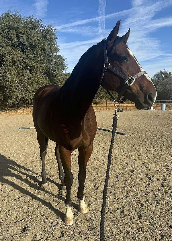 16-hand-thoroughbred-gelding