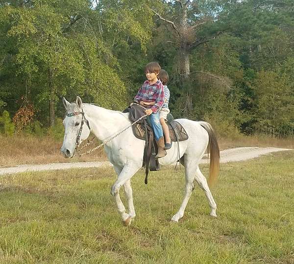 jumping-trail-paint-quarter-horse