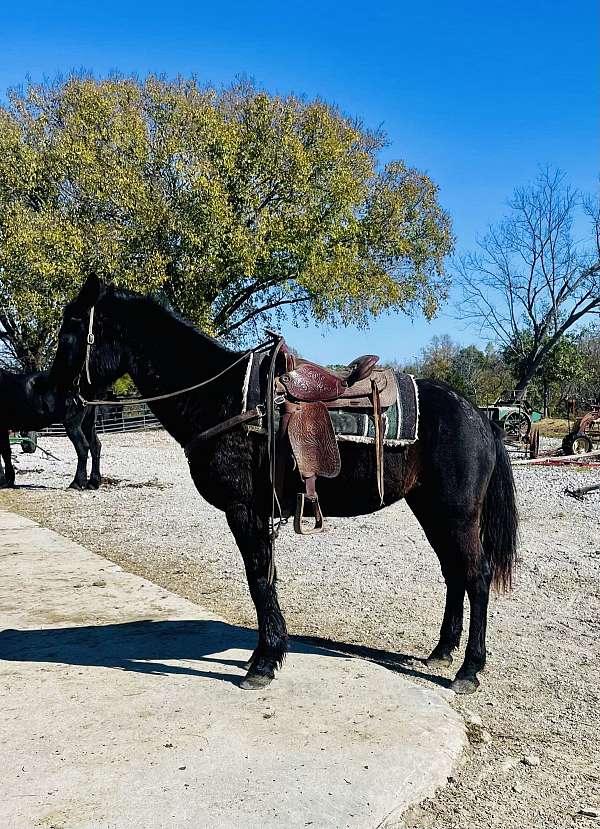 trail-trained-morgan-horse