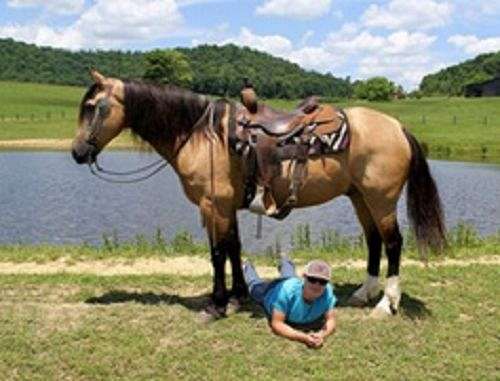 cross-belgian-friesian-horse