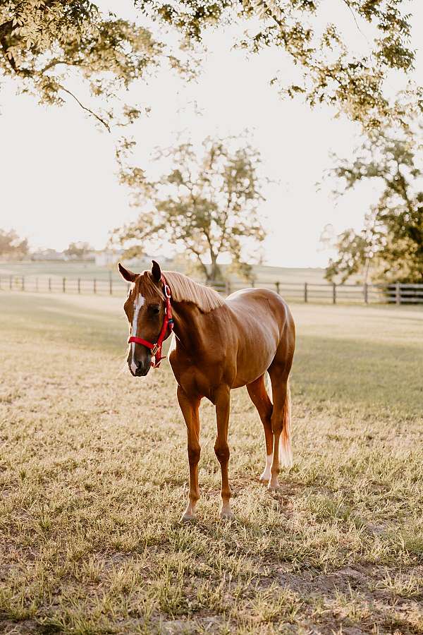 behaved-pony