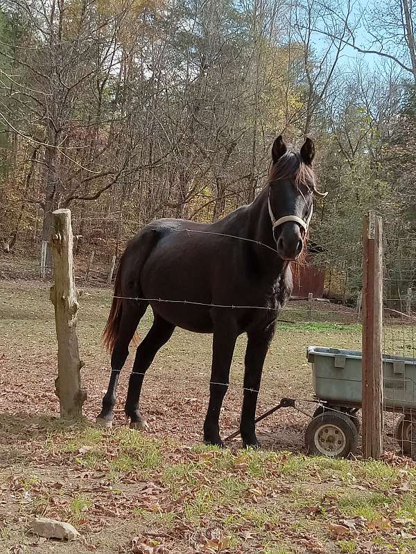 tennessee-walking-filly