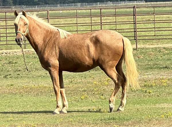 chestnut-palomino-paso-fino-gelding