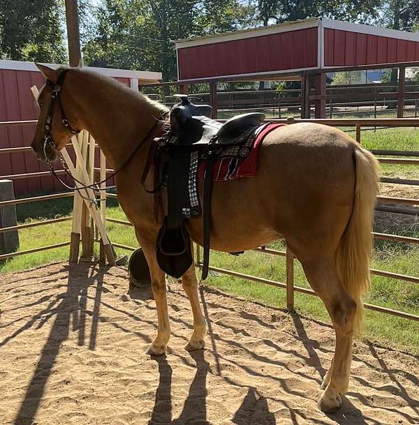 chestnut-palomino-gelding-for-sale