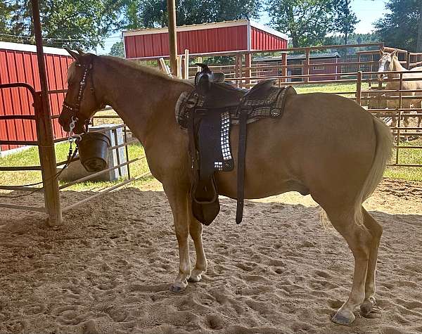 chestnut-palomino-peruvian-paso-gelding