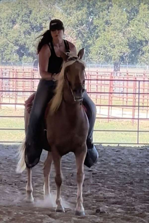 chestnut-palomino-beginner-trail-horse