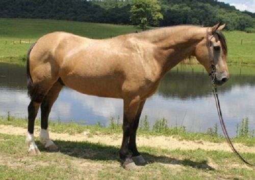 buckskin-belgian-friesian-gelding-mare