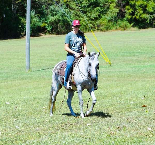 grey-see-pics-horse