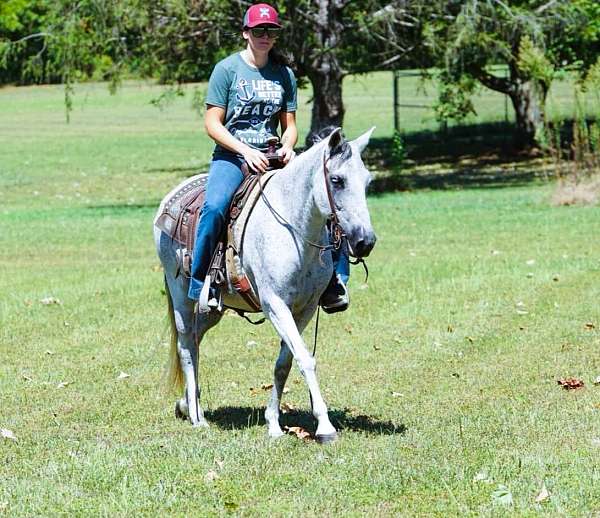 flashy-paso-fino-horse