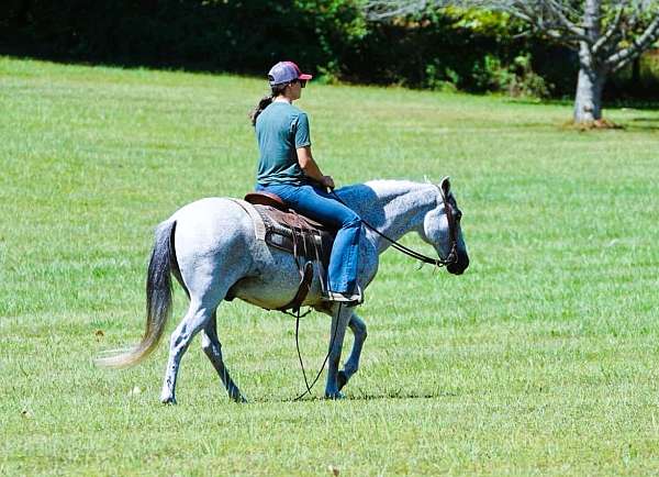 family-paso-fino-horse