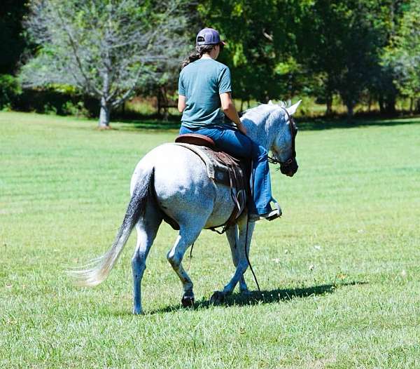 trail-paso-fino-horse