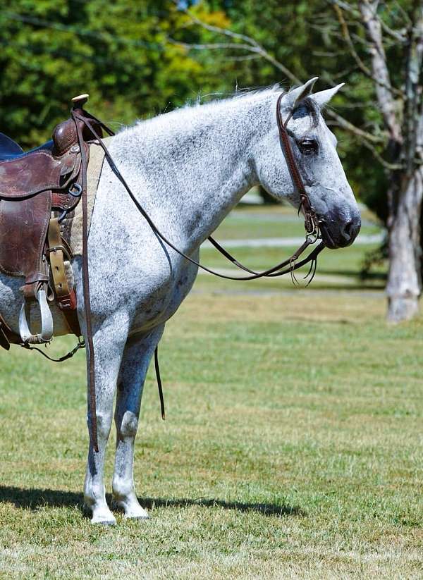 husband-safe-paso-fino-horse