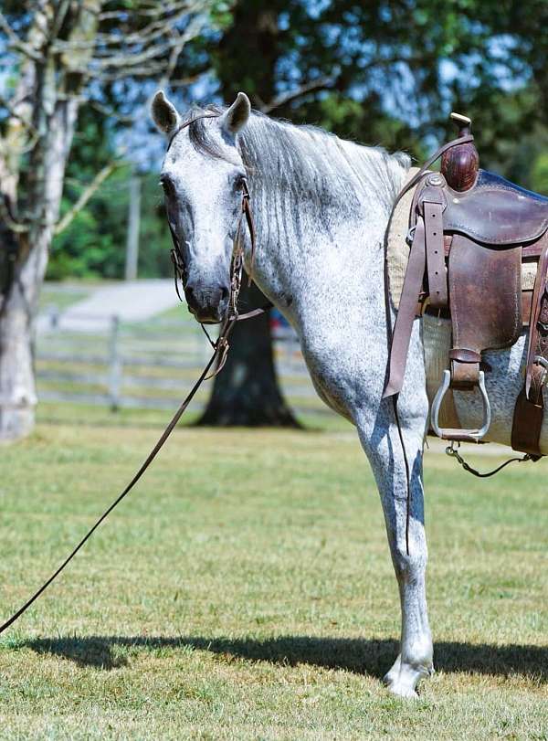 gaited-paso-fino-horse