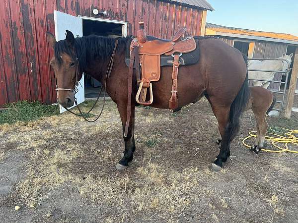 ranch-trail-mare-foal