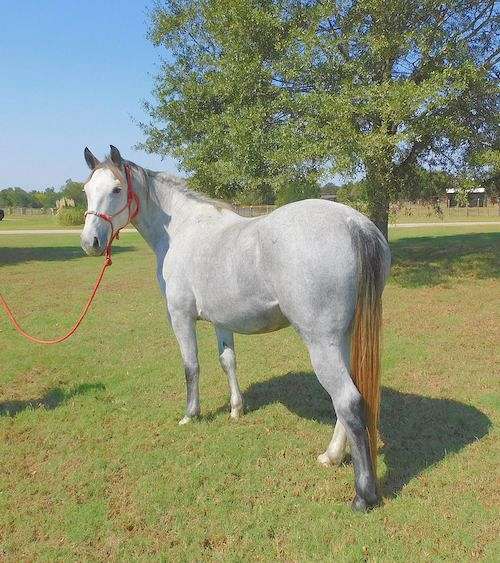 comfortable-percheron-horse