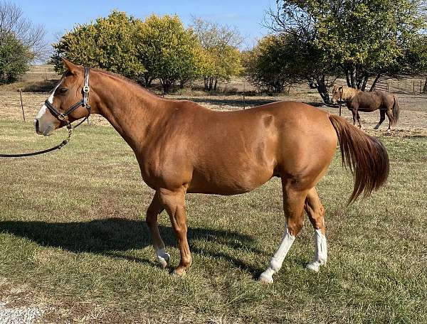 family-quarter-horse