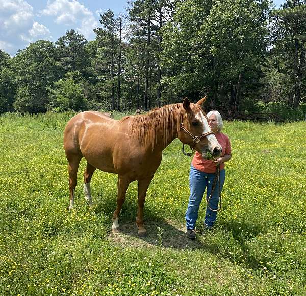 trail-quarter-horse