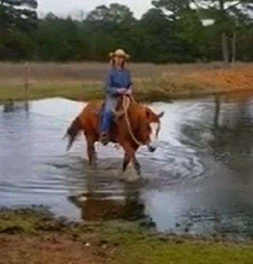 husband-safe-quarter-horse