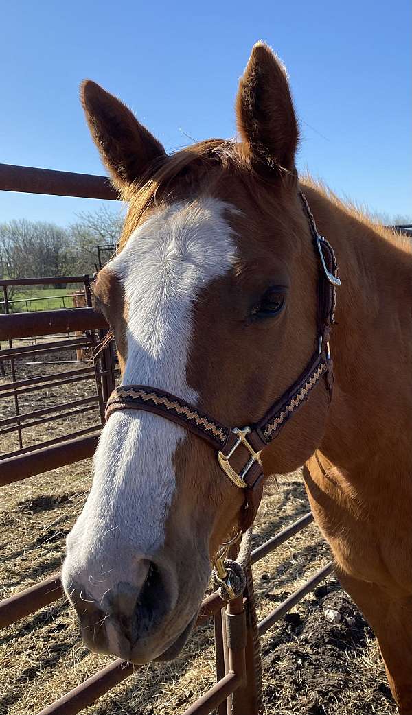 gentle-quarter-horse