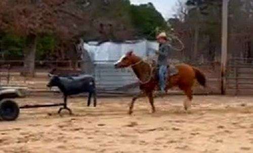 ranch-quarter-horse