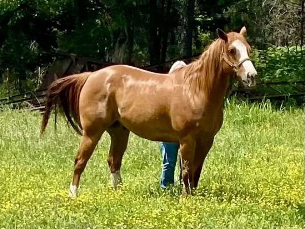 beginner-quarter-horse