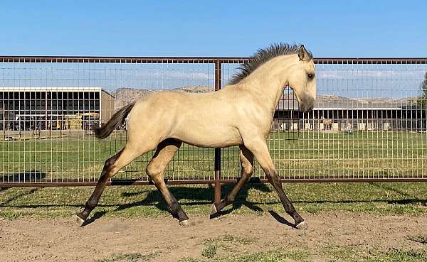 athletic-lusitano-horse