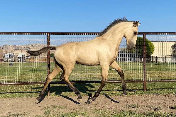 champion-lusitano-horse