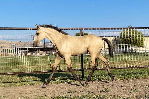 dressage-lusitano-horse