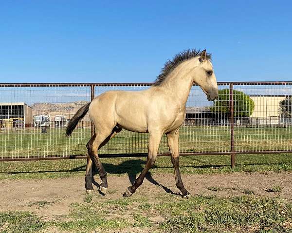 english-pleasure-lusitano-horse