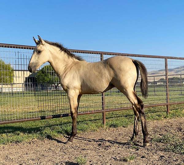 equitation-lusitano-horse