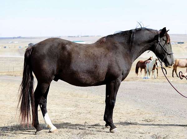 flashy-percheron-horse