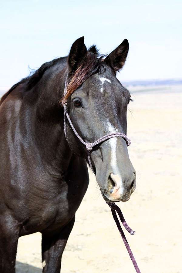 family-percheron-horse