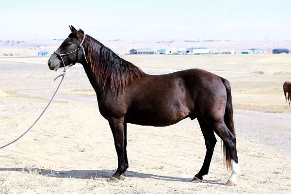 trail-percheron-horse