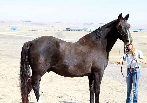 husband-safe-percheron-horse