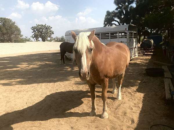 all-around-haflinger-horse