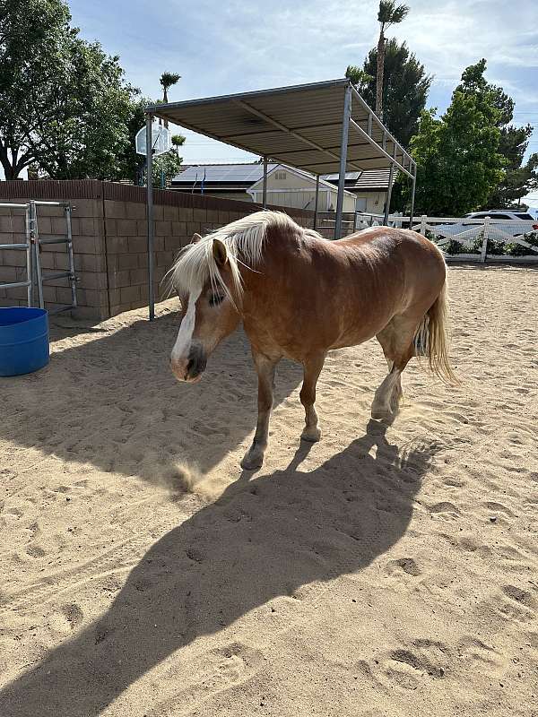 chestnut-blaze-horse