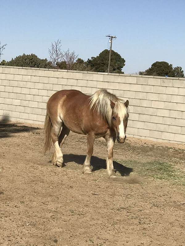 chestnut-haflinger-mare