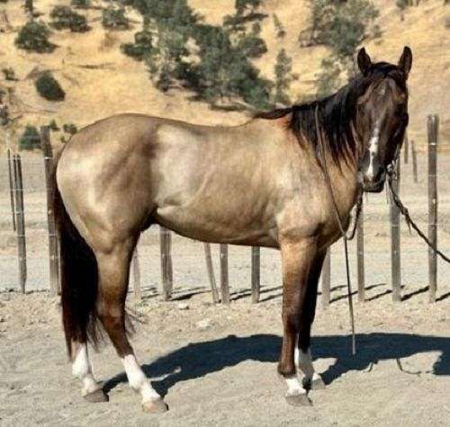 grulla-companion-roping-horse