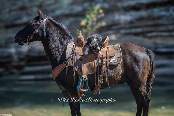 black-see-pics-pony