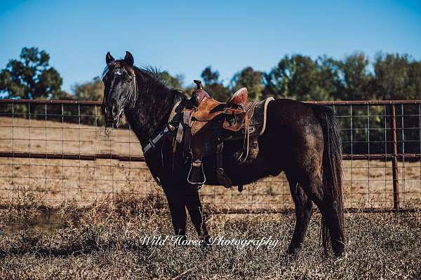 flashy-pony