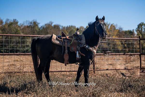 all-around-pony