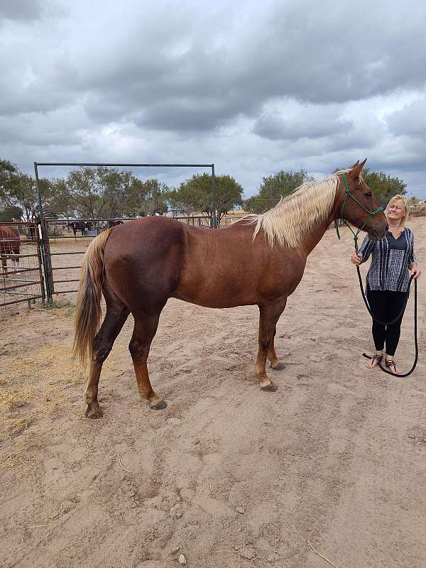 15-hand-gelding