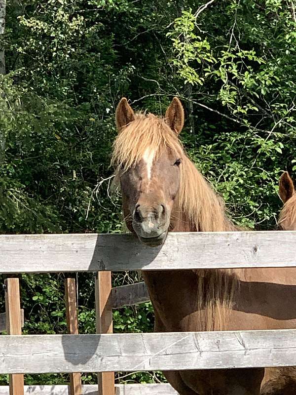 white-stripe-on-forhead-star-nose-horse