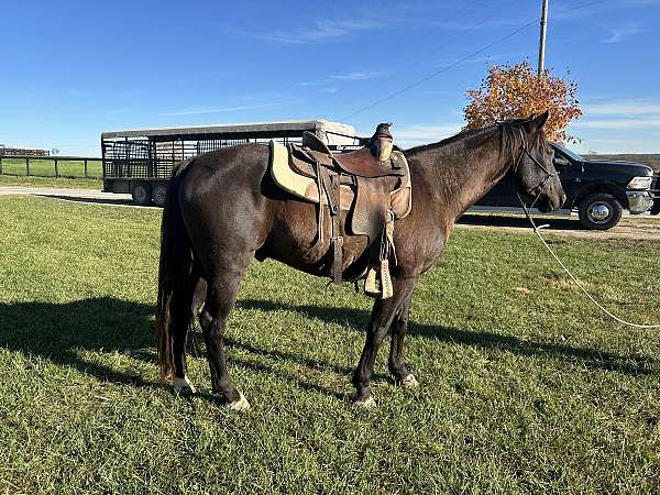 bay-trail-horse