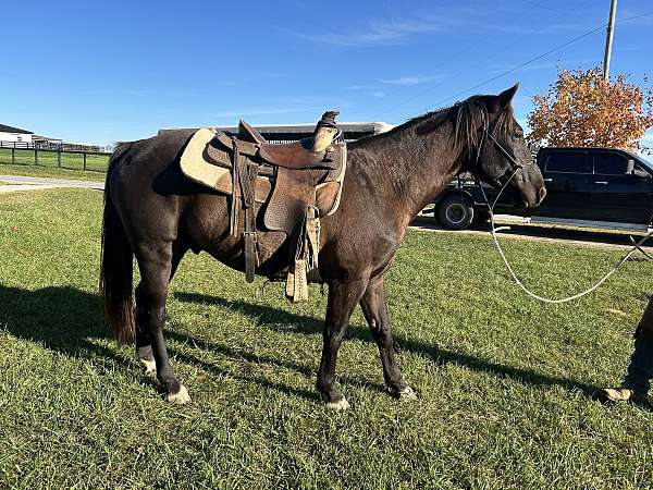 trail-gelding