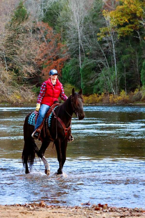 black-see-pics-horse