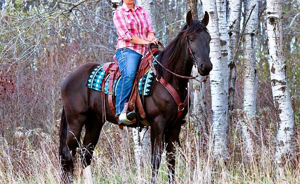 flashy-friesian-horse