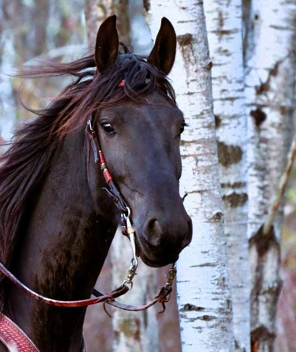 family-friesian-horse